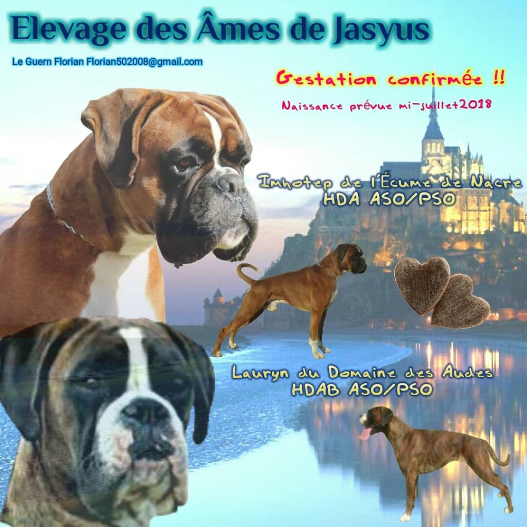 Des Ames De Jasyus - Nouveau mariage pour l'élevage des âmes de jasyus