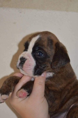 CHIOT