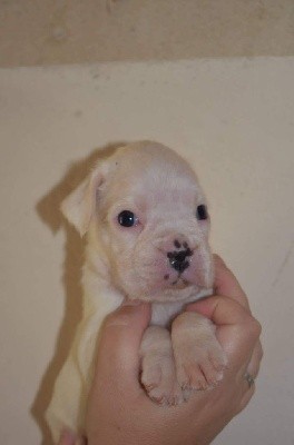 CHIOT
