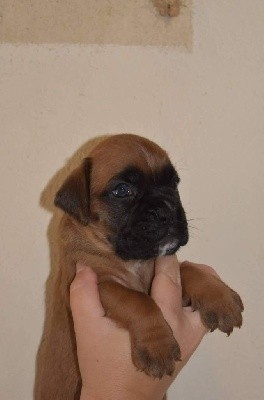 CHIOT
