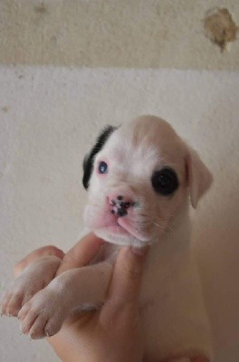 CHIOT